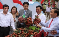 Hàng chục doanh nghiệp ký hợp đồng tiêu thụ vải với nhà vườn Bắc Giang