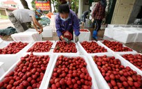 Vì sao Trung Quốc kiểm hóa 100% trái cây xuất khẩu từ Việt Nam?