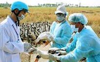 Phát hiện ổ dịch cúm gia cầm tại Bạc Liêu