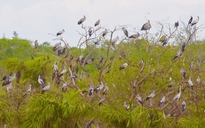 Hàng ngàn con cò nhạn quý hiếm về Vườn chim Bạc Liêu