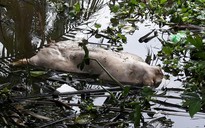Bạc Liêu xuất hiện tình trạng vứt lợn chết xuống sông