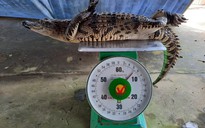 Bạc Liêu: Đi thăm lưới tá hóa phát hiện cá sấu trong ruộng lúa