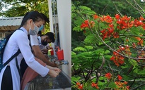 Sáng nay hoa phượng đỏ rực, học sinh 'tựu trường'