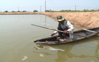 Tôm nuôi chết hàng loạt, hóa chất xử lý hồ không còn một lạng