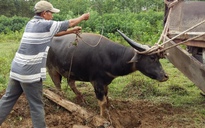 Dùng mặt nạ khỉ 'dọa' trâu, thêm một trâu đực nặng gần 5 tạ sập bẫy