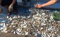 Không có độc tố trong cá chết dạt vào bờ biển Quảng Trị