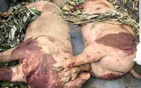 2 con lợn nặng hơn 2 tạ bị chết vẫn được đưa đi... tiêu thụ