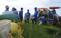'Áo xanh' ra đồng thu hoạch lúa giúp người dân trong vùng phong tỏa