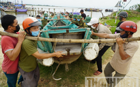 Người dân Quảng Trị chạy đua neo thuyền, gặt lúa trước giờ bão số 5 đổ bộ