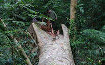 Chật vật xoay xở 400 triệu đồng giám định mẫu gỗ, khám nghiệm hiện trường... vụ phá rừng