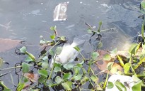 Quảng Trị: Hàng tấn cá chết bất thường ở hồ Nước Chè