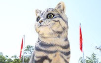 ‘Hoa hậu mèo’ Tết Quý Mão xuất hiện tại Quảng Trị?