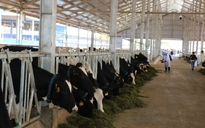 Vinamilk khánh thành trang trại bò sữa organic