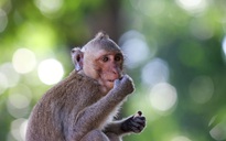 Vì sao đàn khỉ trong nội ô Tòa Thánh Cao Đài Tây Ninh bỗng dưng 'đại náo' nhà dân?