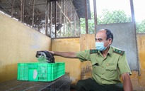 Tây Ninh: Cứu hộ nhiều chim cú hù lào, đại bàng biển nguy cấp, quý hiếm