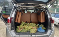 Tây Ninh: Bắt vụ vận chuyển trái phép 30 cá thể chồn hương bằng ô tô