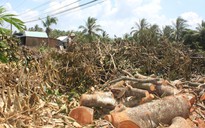 'Vương quốc' hoa kiểng, cây giống điêu đứng vì xâm nhập mặn: Sầu riêng, bưởi... ế ẩm