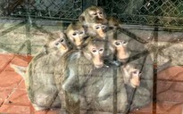 Xôn xao hình ảnh đàn khỉ co ro vì trời lạnh, vườn thú Hà Nội nói gì?