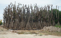 Thông tin mới về vụ hàng trăm cây cổ thụ tập kết gần sân bay Cam Ranh
