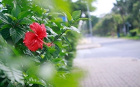 Sắc hoa đỏ rực rỡ lối đi ven đường khu Hồ Bán Nguyệt