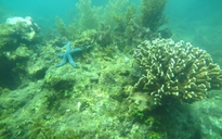 Nghiên cứu tái tạo san hô ở vịnh Nha Trang phát triển du lịch bền vững