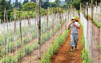 ‘Better Farms, Better Lives’ của Bayer: Giúp 2 triệu nông hộ bị ảnh hưởng Covid-19