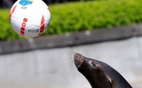 'Tiên tri' sư tử biển khởi đầu suôn sẻ tại EURO 2016