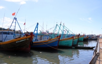 Giá cá giảm, ngư dân Bình Thuận vẫn quyết tâm bám biển