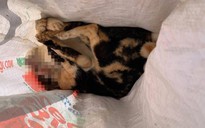 Hàng chục con chó, mèo chết trong một thôn, nghi bị 'cẩu tặc' đánh bả