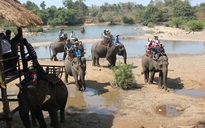 Đắk Lắk: Làm rõ thông tin voi bị 'hành hạ' trong khi chở khách du xuân