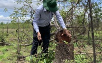 Đắk Lắk: Làm rõ vụ phá 100 ha rừng giao xã quản lý tại huyện vùng biên Ea Súp
