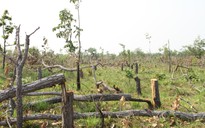 Bộ NN-PTNT đề nghị Đắk Lắk khẩn trương điều tra, xử lý nghiêm các vụ phá rừng
