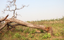 Đắk Lắk: Khởi tố vụ thảm sát 382 ha rừng tự nhiên ở H.Ea Súp