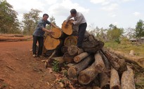Hàng chục mét khối gỗ bị chặt hạ trái phép