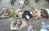 Đắk Lắk: Kinh hãi hàng chục chó, mèo bị nhóm trộm chó đánh bả chết la liệt