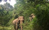 Sau hàng chục năm, voi nhà thứ hai ở Đắk Lắk mang thai