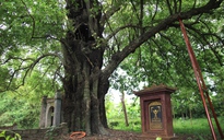 'Kỳ quan thạch nhũ' trong lòng… cây thị 500 tuổi ở làng cổ Phước Tích