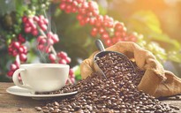Cà phê làm tăng hay giảm nguy cơ đột quỵ?