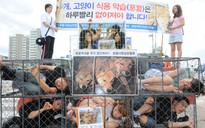 Hàn Quốc dẹp các chợ thịt chó trước nguy cơ bị tẩy chay Olympic mùa đông