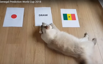 Tiên tri mèo dự đoán Nhật Bản và Senegal bất phân thắng bại