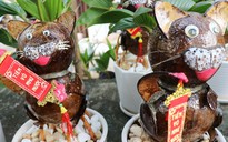 Lạ mắt dừa bonsai hình mèo tiền triệu: thức làm đến nửa đêm cho khách chơi Tết