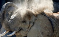 Bị con voi 4 tấn tấn công, nhân viên sở thú thiệt mạng