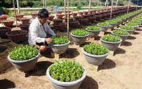 Hoa tết 2022: Thấp thỏm vì dịch Covid-19 nông dân người 'treo chậu', người trồng ít