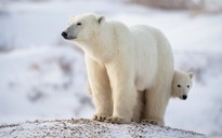 Loài gấu Bắc Cực có nguy cơ tuyệt chủng vì biến đổi khí hậu