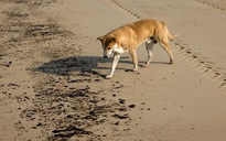Chó tại Anh bị bệnh bí ẩn nghi do vi rút corona