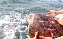 Phú Yên thả 2 cá thể rùa quý hiếm về biển