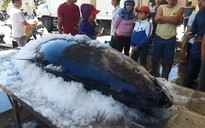 Ngư dân Phú Yên câu được 3 con cá ngừ 'khủng'