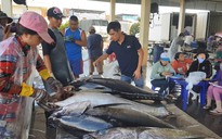 Ngày chốt năm, ngư dân vẫn lo lắng vì cá ngừ đại dương rớt giá