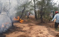 Phú Yên: Cháy rừng dương gần sân bay Tuy Hòa, hàng trăm người tham gia dập lửa