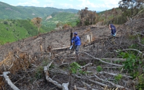 Phú Yên: Kiểm tra dấu hiệu vi phạm 8 cán bộ liên quan đến vụ phá rừng